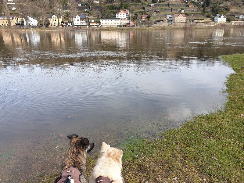 Elbufer mit etwas Hochwasser und 2 Hunden