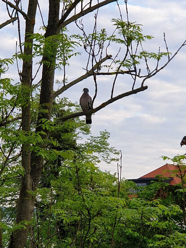 Taube im Baum