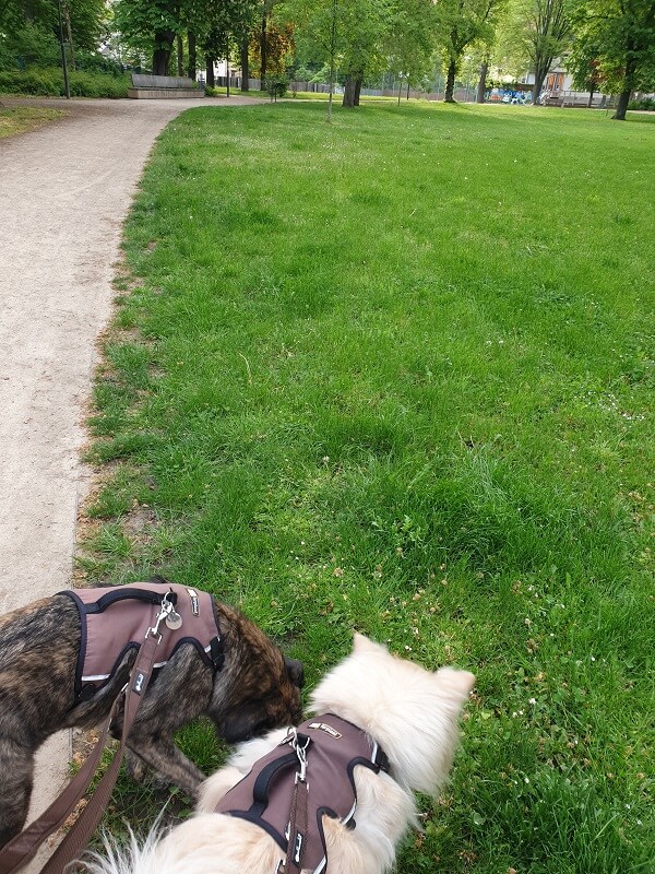 Gassi-Runde im Park mit zwei Hunden