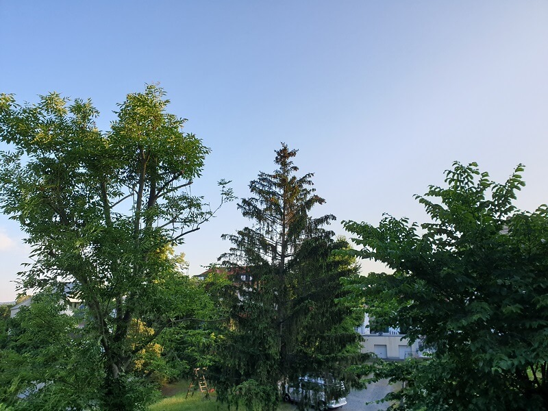 Baumspitzen vor blauem Himmel