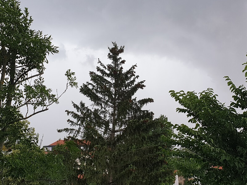 Baumkronen und Wolkenhimmel bei aufkommendem Gewitter