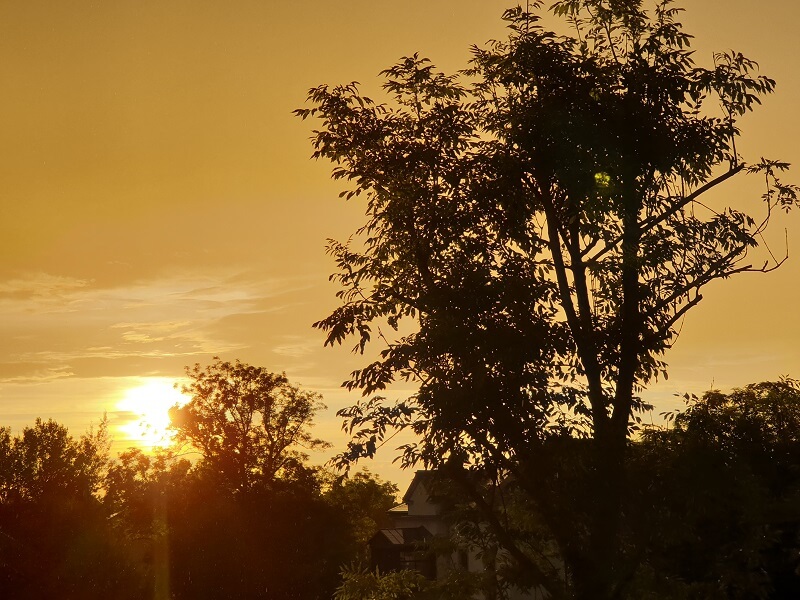 Sonnenuntergang hinter Bäumen