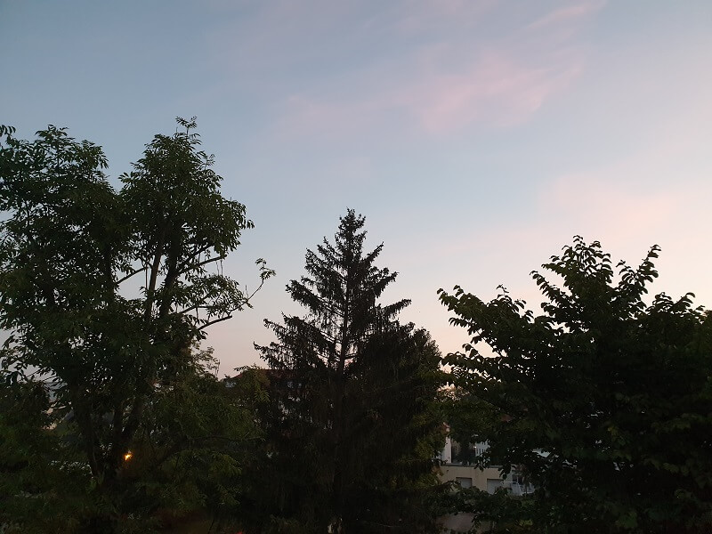 Baumkronen vor dem Morgenhimmel