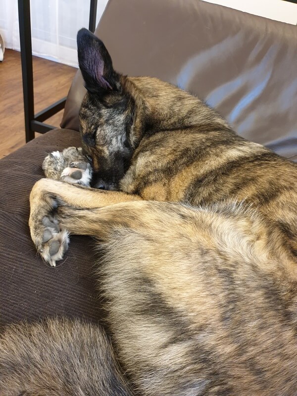 schlafender Hund auf dem Sofa