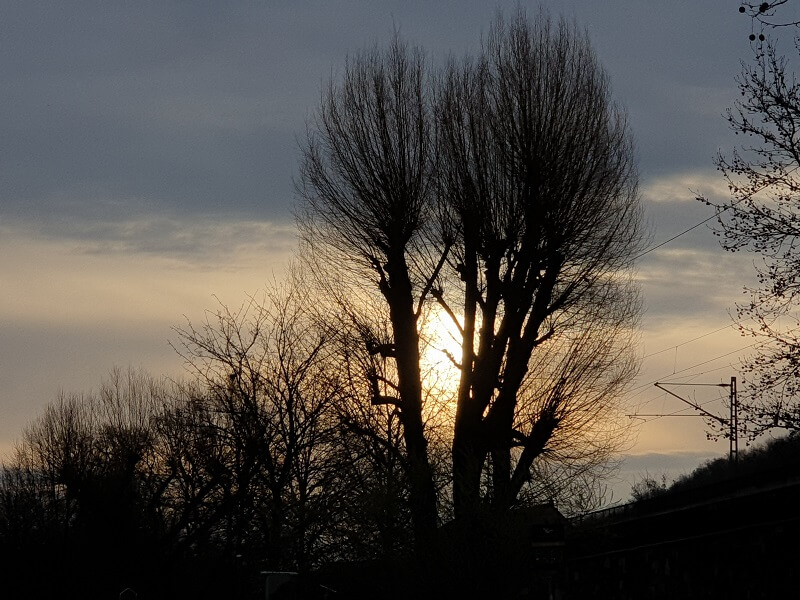 Sonnenaufgang zwischen den Ästen eines Baumes bei entspanntem Morgenspaziergang