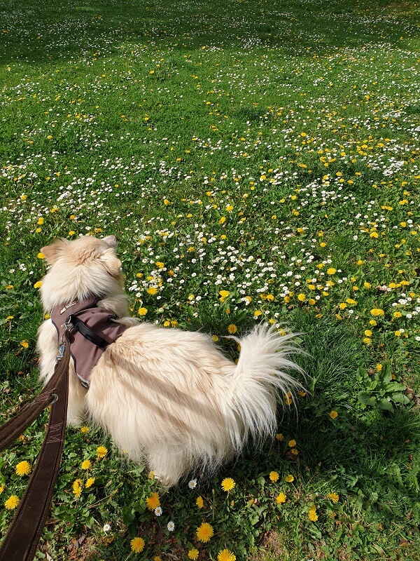 weißer Hund auf einer Wiese voller blühender Gänseblümchen und gelbem Löwenzahn