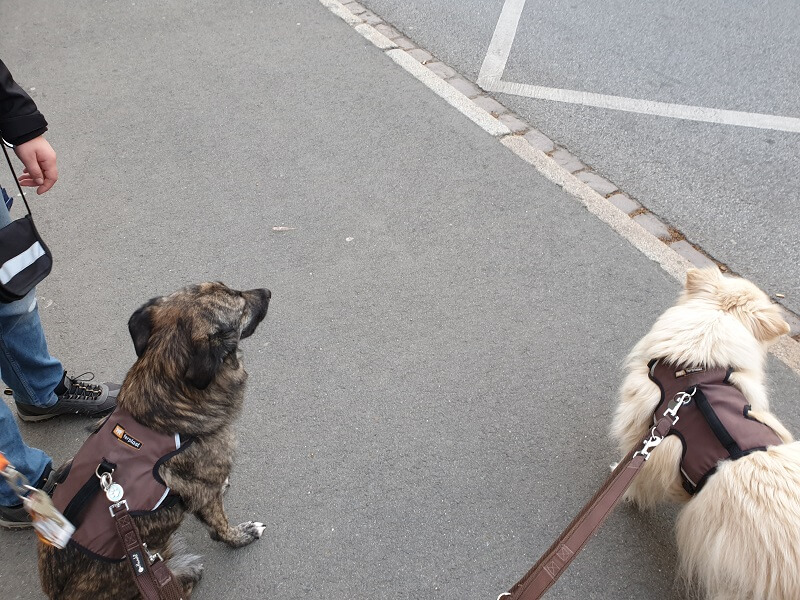 ein brauner und ein weißer Hund an der Bushaltestelle