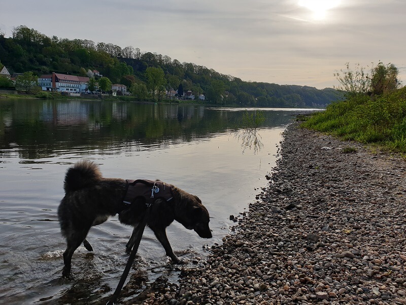 brauner Hund läuft am Morgen durch flaches Flusswasser