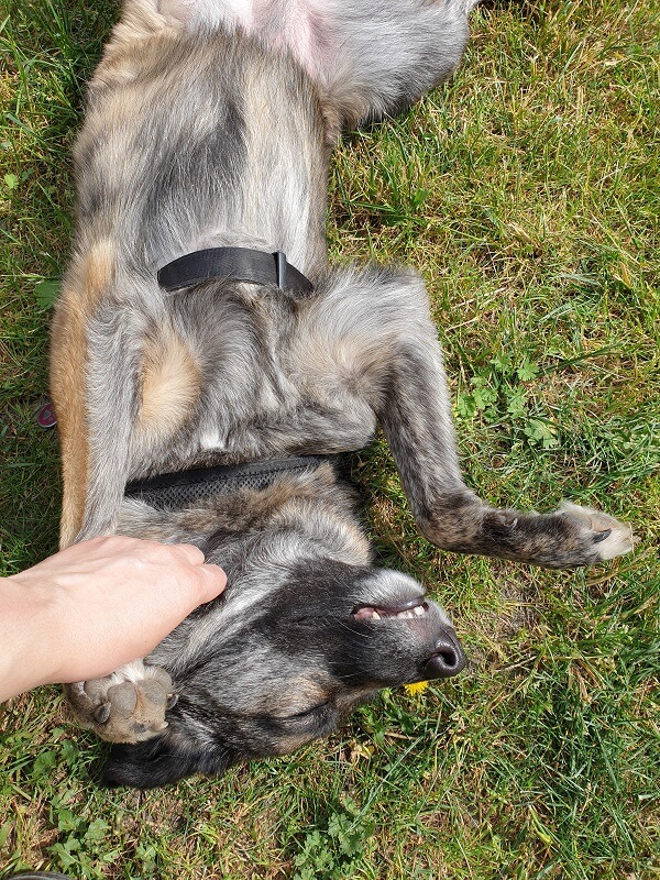 brauner Hund liegt auf dem Rücken und lässt sich kraulen