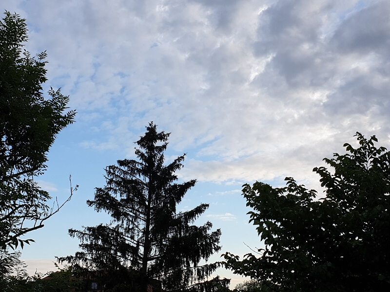 Blauer Himmel mit weißen Wolken über Baumkronen
