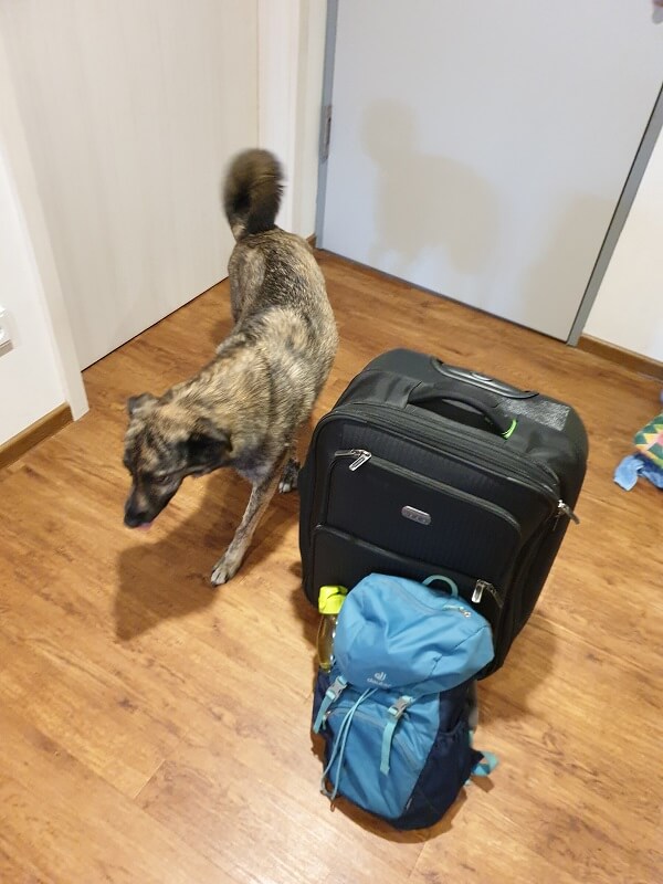 Ein schwarzer Koffer und ein blauer Rucksack stehen gepackt vor der Tür, daneben ein brauner Hund.