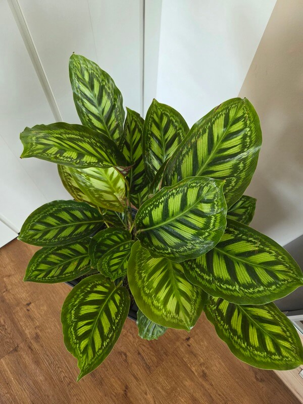 Calathea Flamestar