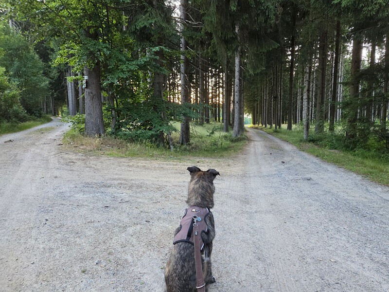 Hund im Wald an einer Weggabelung