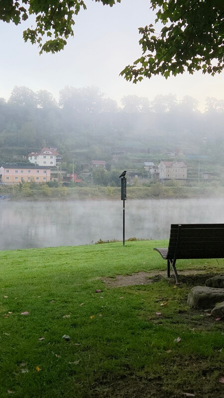 Krähe im Herbstnebel