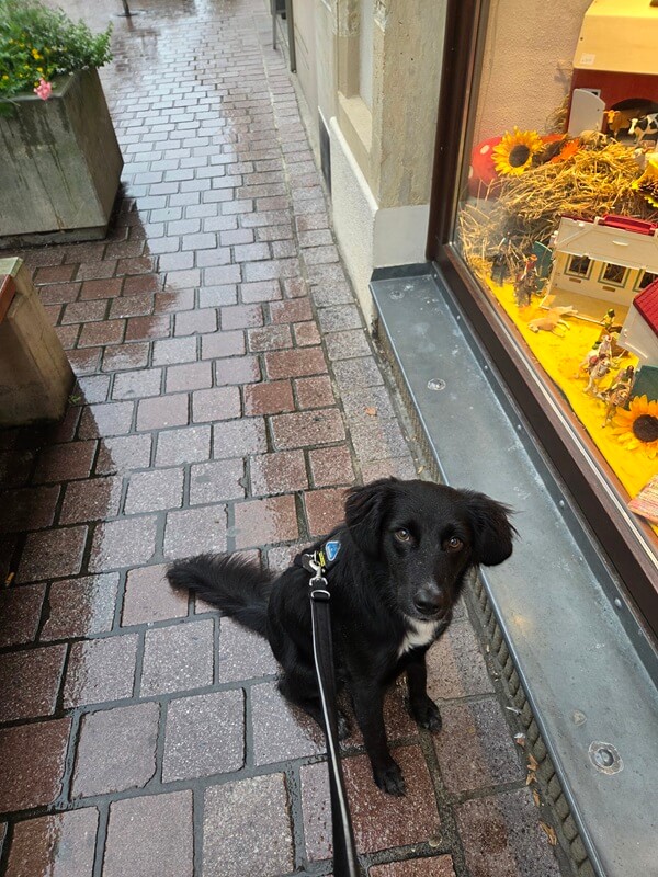 schwarzer Hund in der verregneten Innenstadt