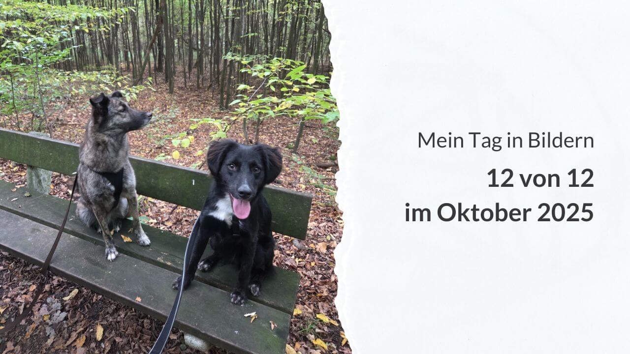 zwei Hunde auf einer Bank im Wald und die Aufschrift: Mein Tag in Bildern – 12 von 12 im Oktober 2025