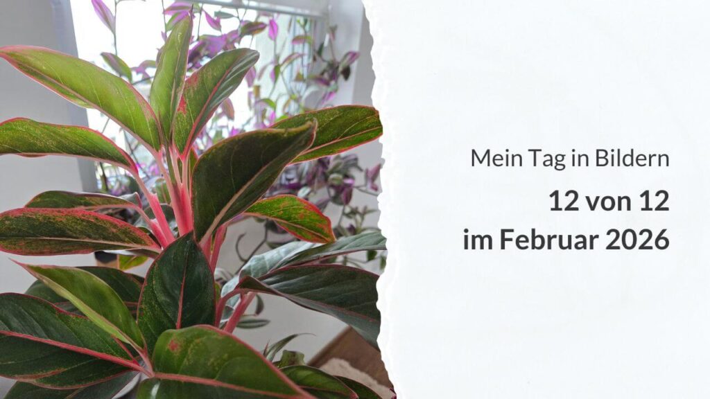Nahaufnahme einer Zimmerpflanze und die Aufschrift: Mein Tag in Bildern, 12 von 12 im Februar 2026