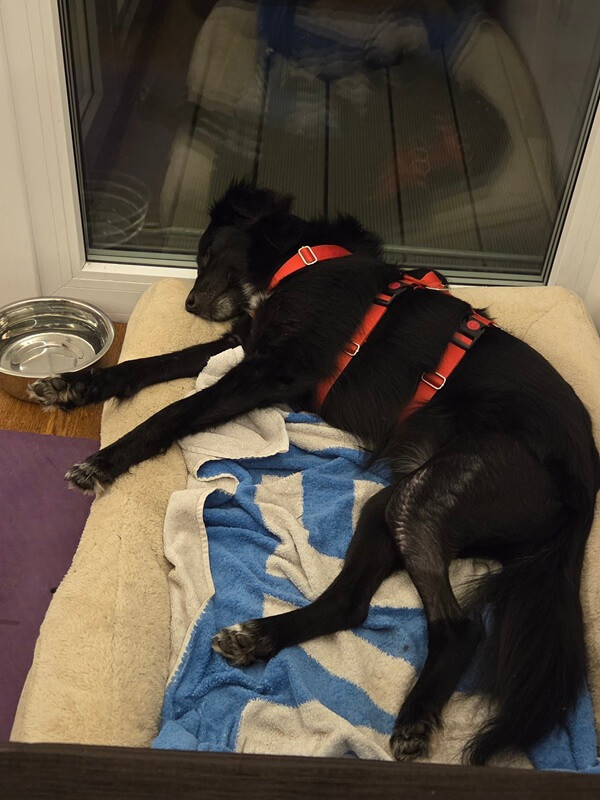 Schwarzer Hund mit rotem Geschirr, der auf einer Decke im Hundekörbchen schläft.