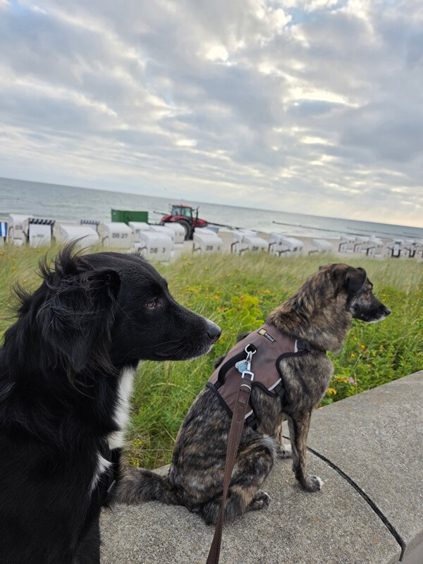 Zwei angeleinte Hunde sitzen auf einer Steinmauer an einer Strandpromenade und schauen zur Seite, im Hintergrund sind Strandkörbe und das Meer zu sehen.